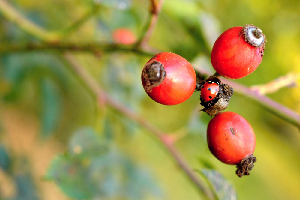 5 benefícios do Guaraná em pó para a saúde 4